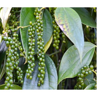 200g Hạt tiêu đen Đắc Lắc (cay, thơm)