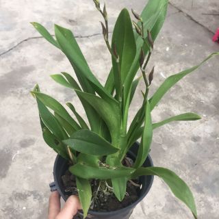 Hoa phong lan vũ nữ sao châu âu