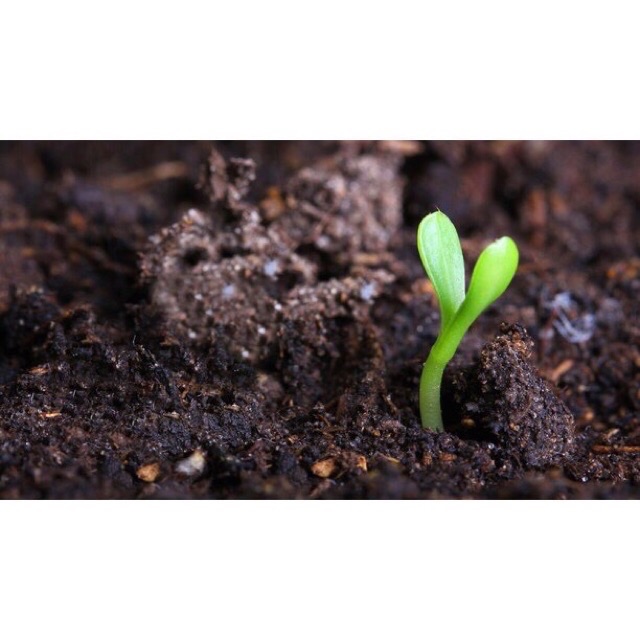 1kg đất sạch trồng cây kiểng, rau sạch