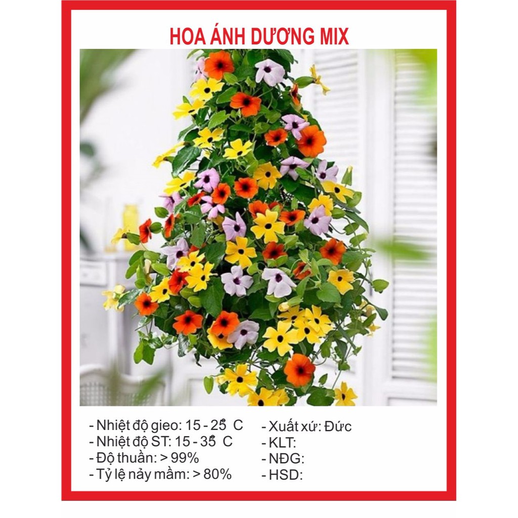 Hạt giống hoa Ánh Dương (mắt huyền) 4 Hạt