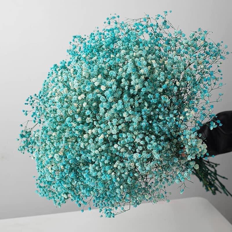Hoa baby khô Hoa khô quà tặng decor trang trí