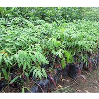 Cây giống cóc thái lùn siêu quả, dòng quả sớm