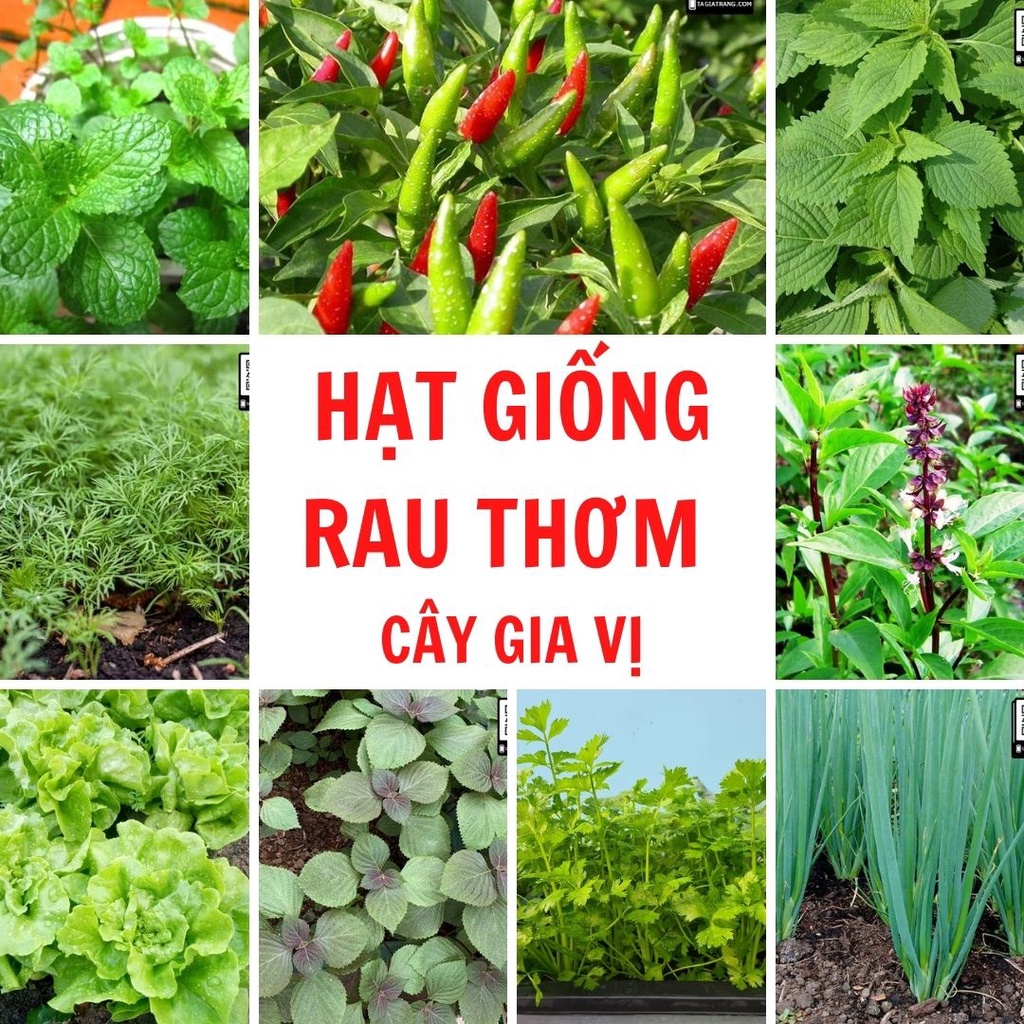 - Hạt giống rau thơm - cây gia vị các loại phổ biến
