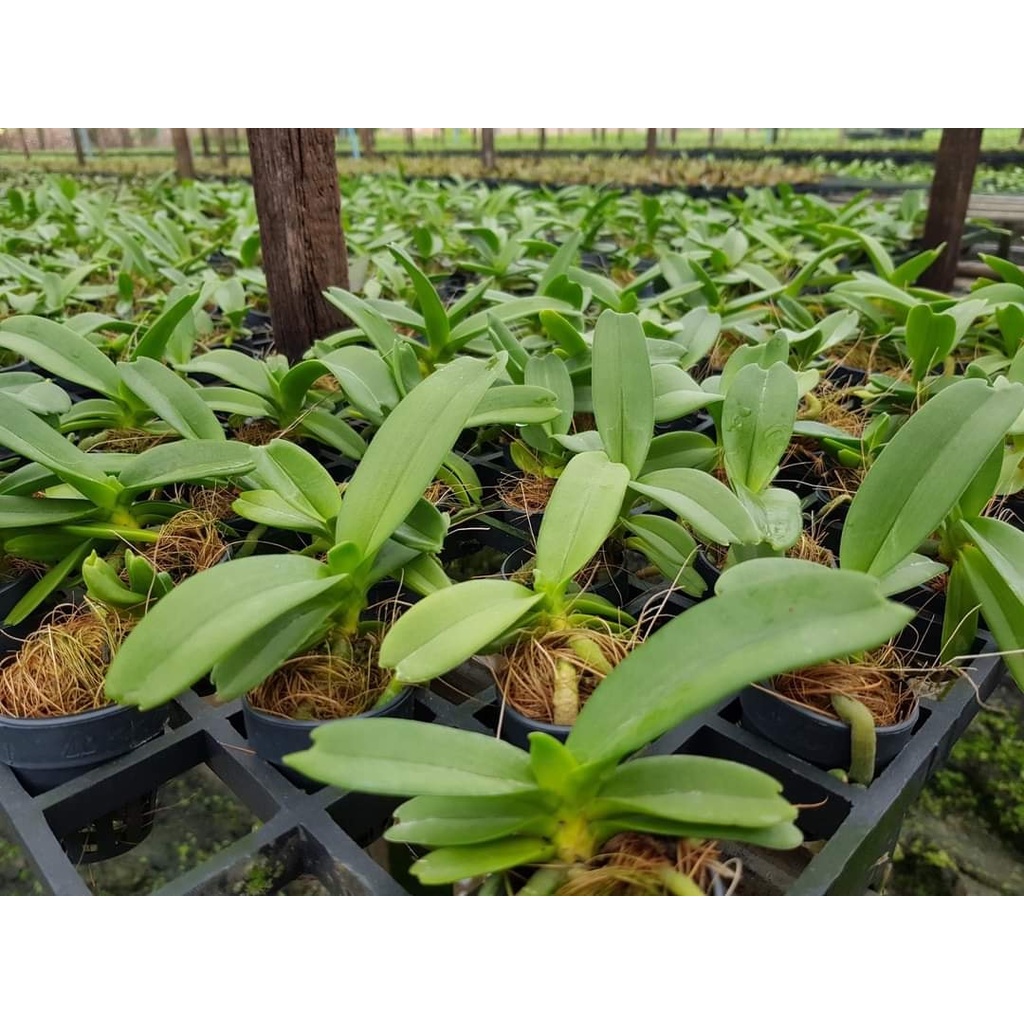 [Chính hãng] Vitamin B1 Super Root giúp phục hồi, vươn đọt và tăng sức đề kháng chống chịu hạn cho cây trồng hiệu quả