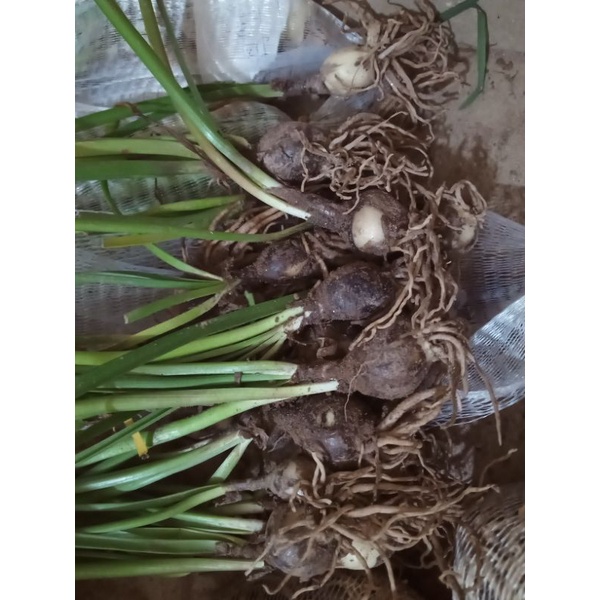 1 Củ hoa huệ mưa kép (tóc tiên kép) nhập ngoại size củ mẹ, củ size hoa