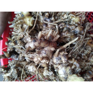củ gừng gió tươi 1 ký