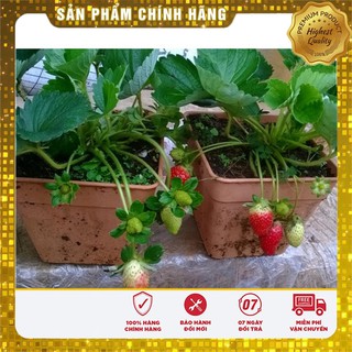 Bộ gói hạt giống Dâu tây đỏ