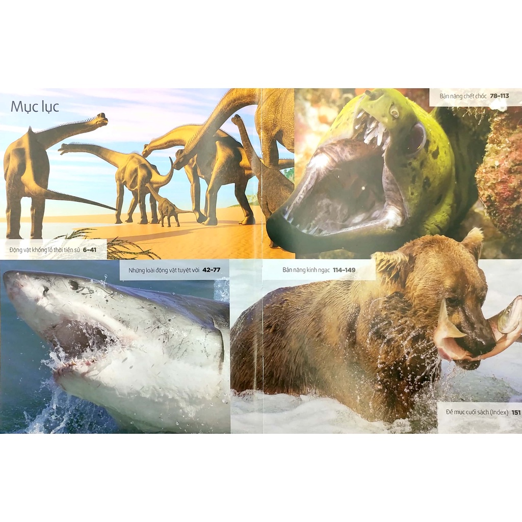 Sách - Quyển Sách Kỳ Thú Về Động Vật (Phương Nam)