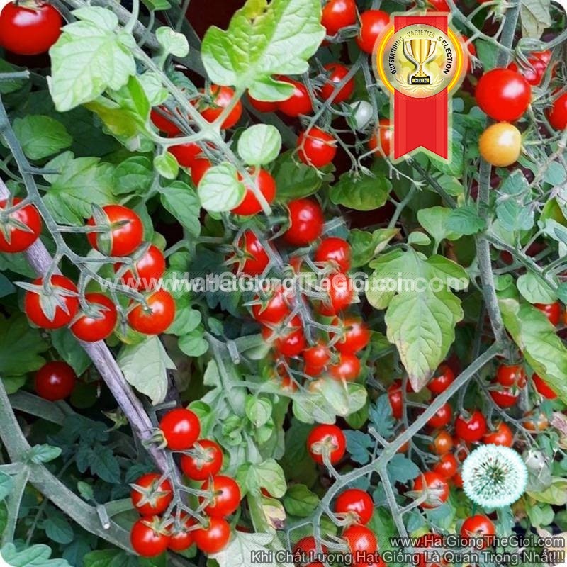 25.HAT Hạt Giống Cà Chua Chuỗi Ngọc Siêu Quả Brix13 TG187 (KL| C4*W45)