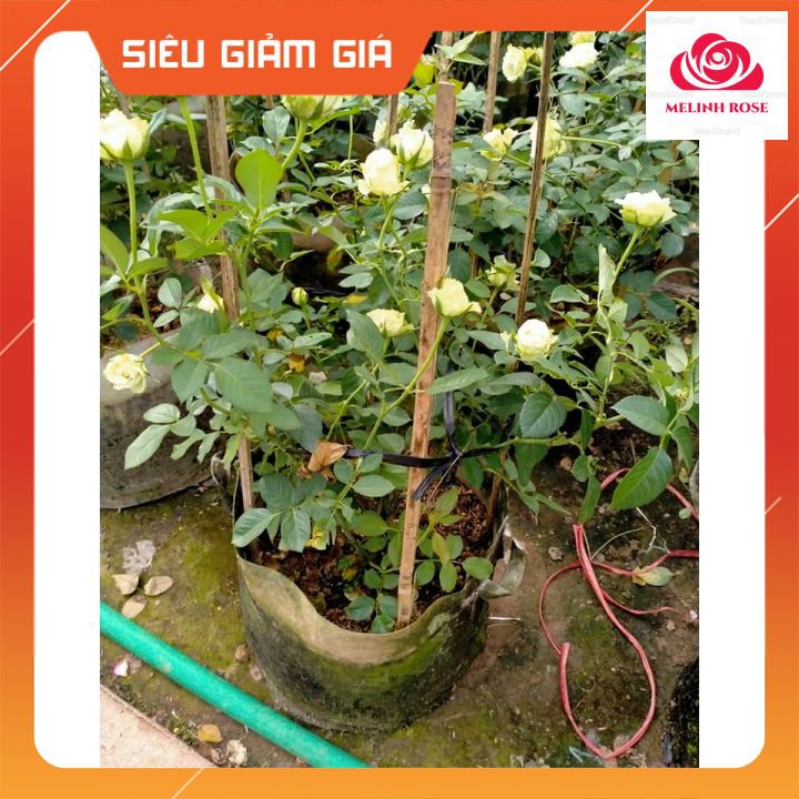 Hoa hồng Pháp Green Romantica Cây hoa hồng Pháp Green Romantica