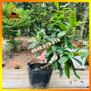 Cây mai vàng đại lộc gốc quái dáng bonsai mini