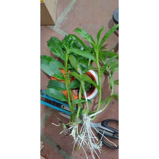 Lan giả hạc  Ám mắt trâu lưng xanh phú thọ hàng rừng