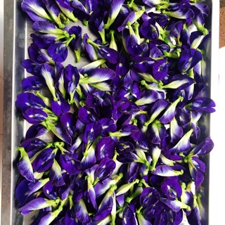 Hoa và hạt giống hoa đậu biếc