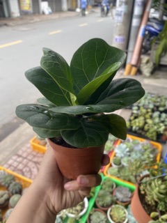 BÀNG SINGAPORE MINI ĐỂ BÀN