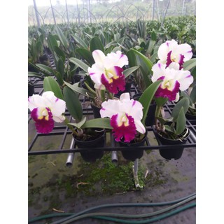 Hoa tết- cattleya mèo nụ