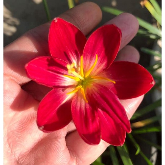 Củ huệ mưa đỏ đậm 8-10 cánh Maroon blossom, củ chuẩn mặt hoa,giá niêm yết là giá 1 củ