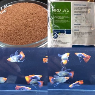 Cám guppy Koi short ribbon