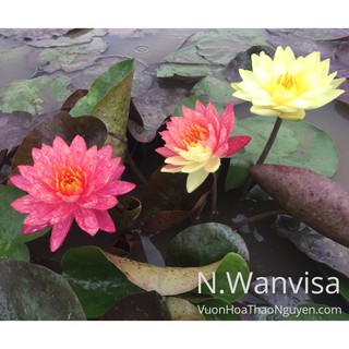 Cây hoa súng Thái-Set 3 củ súng vip đột biến- chưa nụ