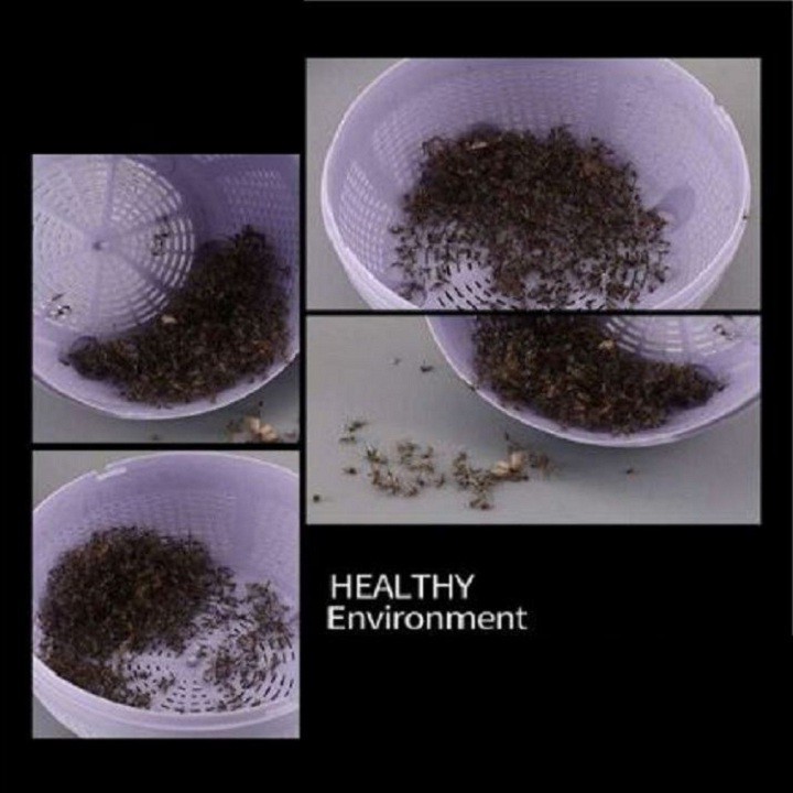 Đèn Bắt Muỗi, Diệt Côn Trùng Cao Cấp Thế Hệ 2019