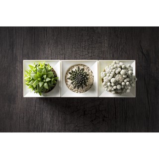 Bộ 3 chậu trồng cây thông minh Legrow - Basic Kit