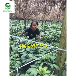 nụ hoa tam thất +táo đỏ kh đặt
