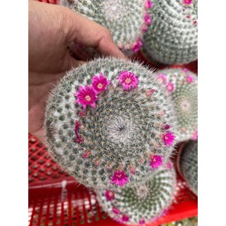 XƯƠNG RỒNG BÁNH SINH NHẬT LỚN - NIPPLE CACTUS