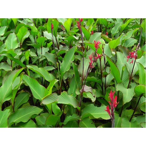 conbo 5 gốc cây dong riềng ( củ chuối, môn chuối)