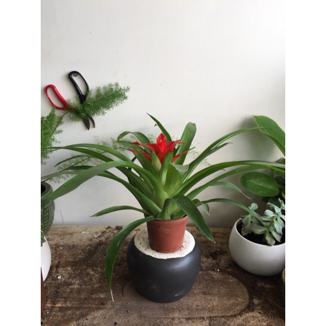 Dứa nến cảnh