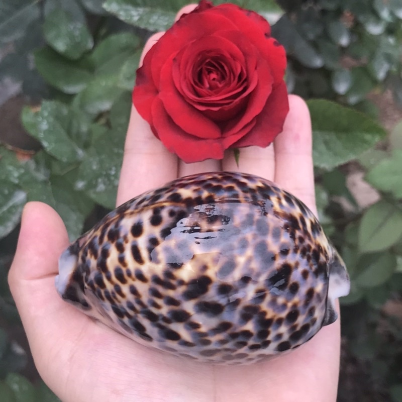 Ốc Sứ Vân Hổ Derco Trang Trí Phòng Khách, Derco Nền Chụp Ảnh, Đồ Chơi An Toàn Cho Bé Khám Phá