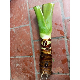 củ ráy voi