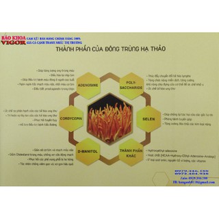 Đông trùng hạ thảo sấy thăng hoa vigor
