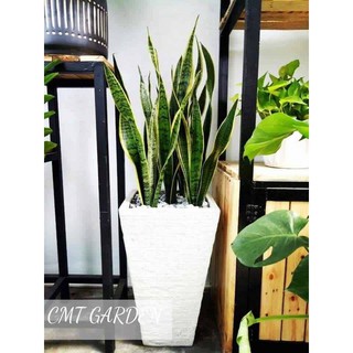 Cây lưỡi hổ vàng cao