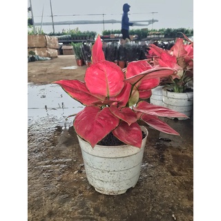 Cây vạn Lộc ⚡️ FREE SHIP ⚡️ mang lại tài Lộc, thịnh vượng, may mắn, trang trí nội thất