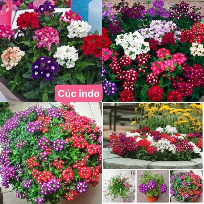 Hạt giống hoa cúc Indo