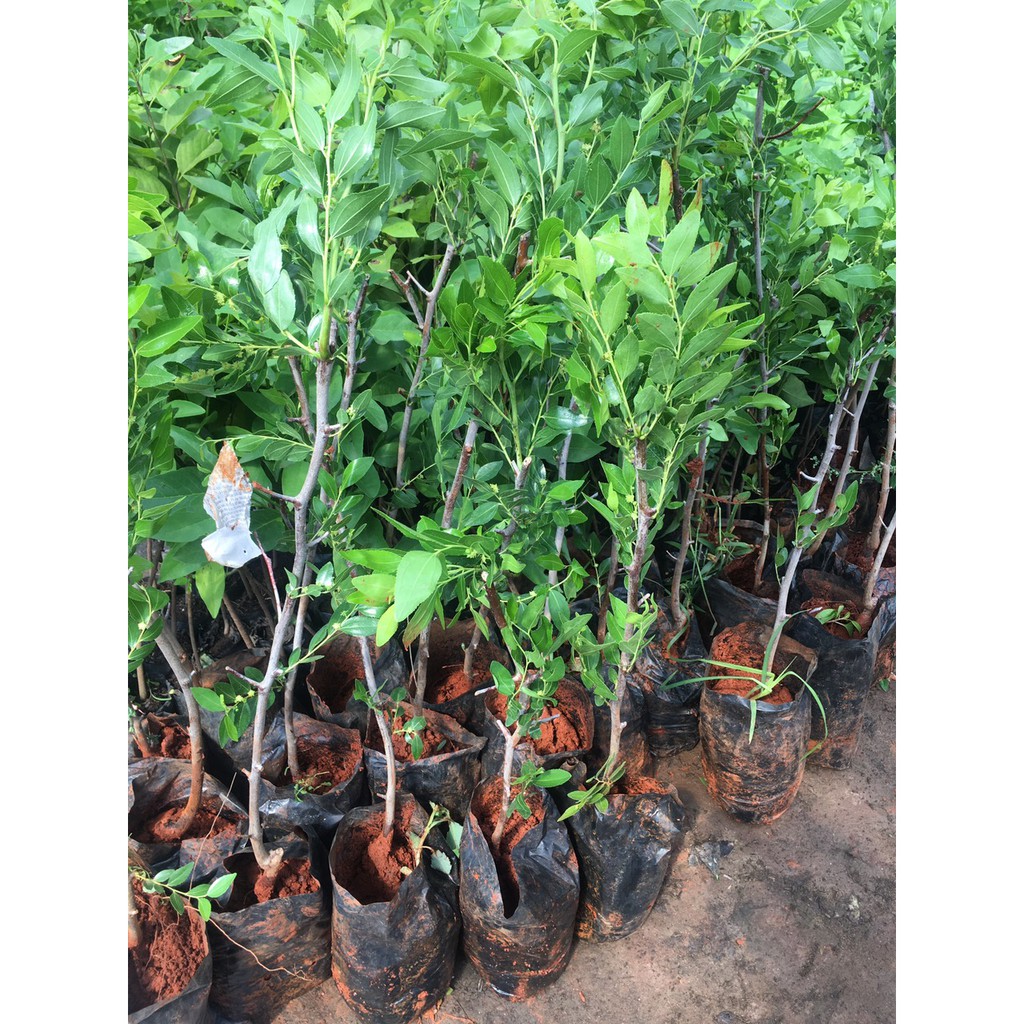 Cây giống Hồng Táo  siêu ngọt