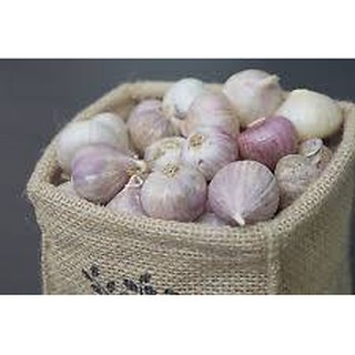 [FREE SHIP 99K]  Tỏi cô đơn - tỏi một nhánh Phan Rang