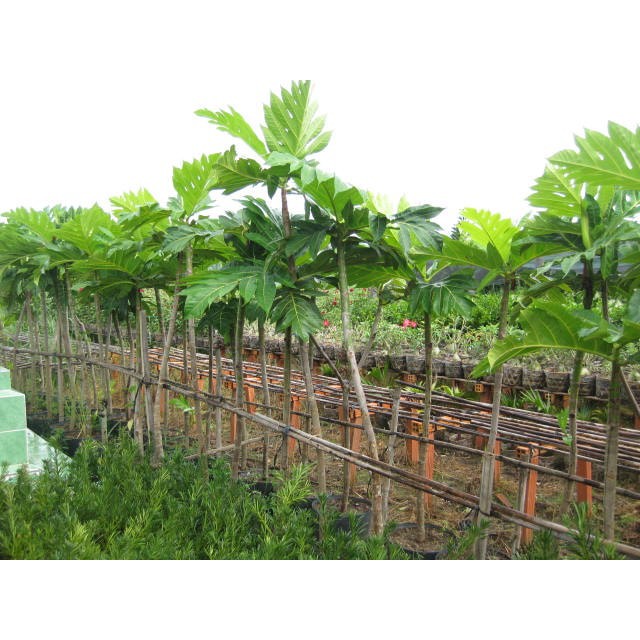 Cây giống Sa Kê .