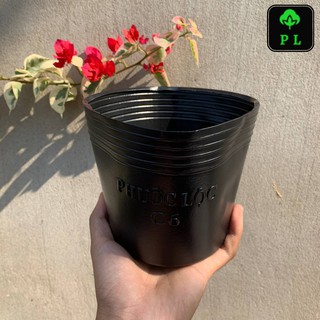 combo 50 chậu nhựa đen C6 (16x14 cm)