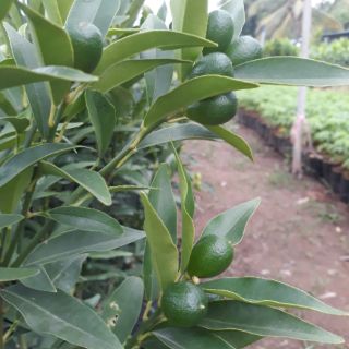 Cây Tắc thái