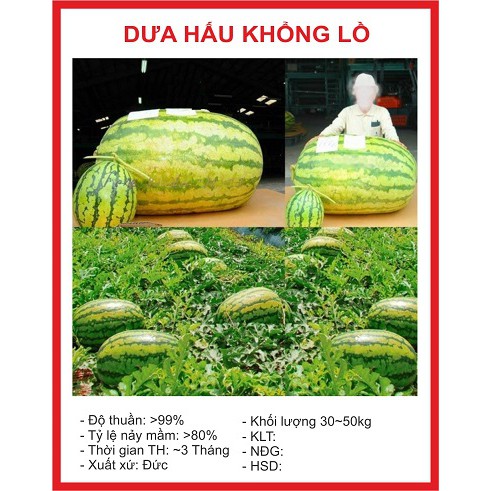 Hạt giống Dưa Hấu Khổng Lồ 10 Hạt