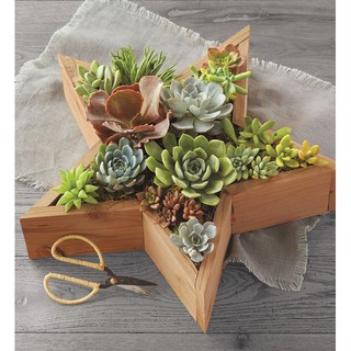 Chậu gỗ trồng sen đá hình Ngôi sao I Decor trang trí bàn làm việc, bàn trà