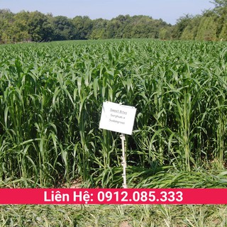 Bmr giống cỏ chăn nuôi gia súc trâu, bò, dê, cừu, thỏ lợn rừng... - Gói 100g cỏ sudan super bmr