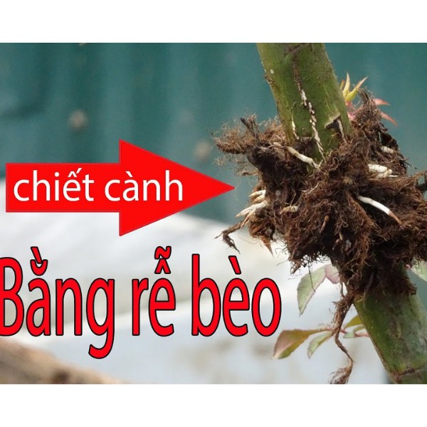 Rễ bèo tây - Rễ cây lục bình- Dùng để chiết cành - Ra rễ 100% - 500g