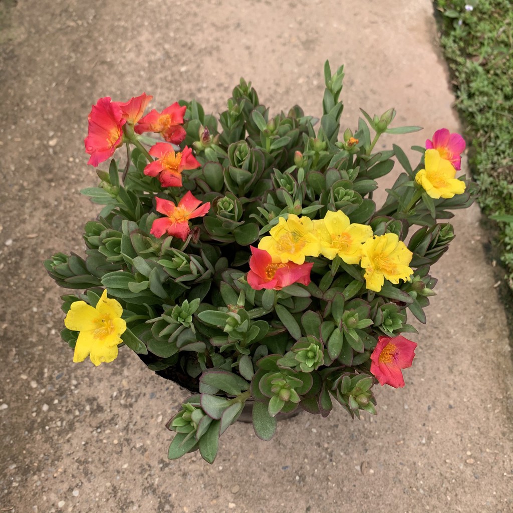 Cây hoa sam thân bò cực xum xuê, cây hoa cảnh rất dễ trồng và phát triển khoẻ mạnh, trồng trang trí sân vườn, bồn cây