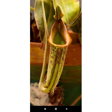 Cây cảnh fusca x maxima