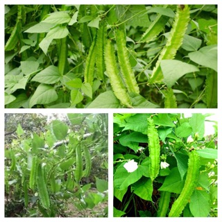 HẠT GIỐNG ĐẬU RỒNG (ĐẬU KHẾ) CAO SẢN