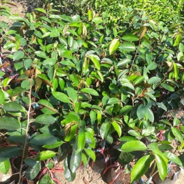 cây Giống VŨ SỮA TÍM - GIỐNG F1- SIÊU QUẢ