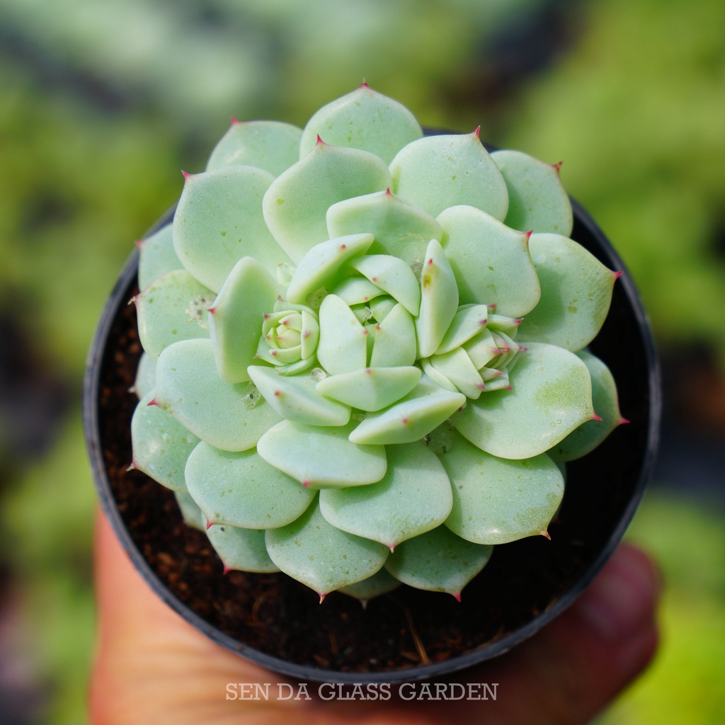 Sen đá Địa Cầu GLASS GARDEN siêu cute 7cm, sen đá Đà Lạt, thuần khí hậu, lỗi 1 đổi 1