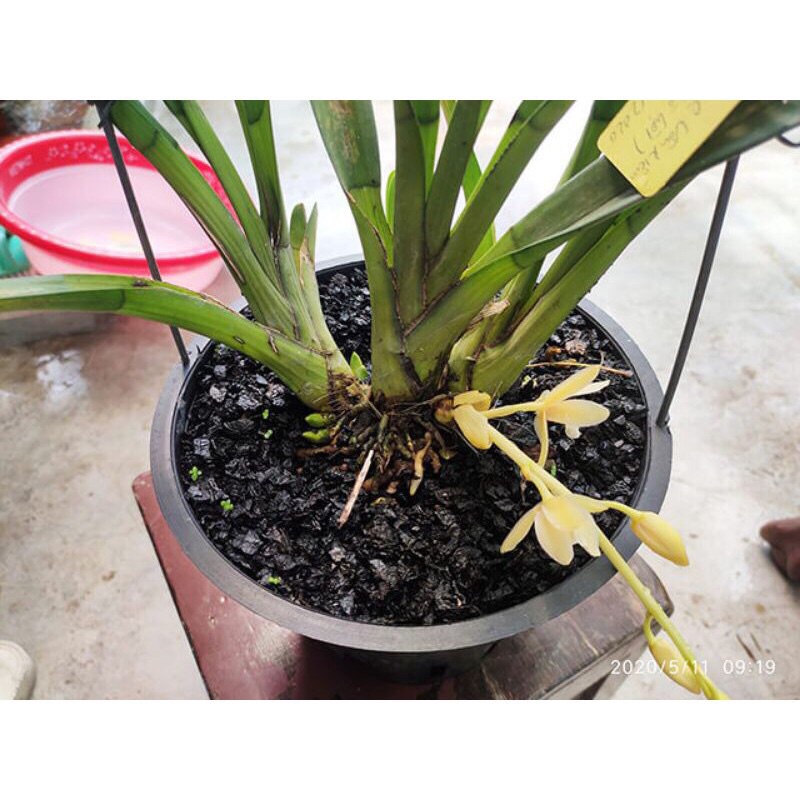 1kg vỏ lạc hun ORCHID PLANTER nguyên cánh, thương hiệu Long Vân Farm, hàng chất lượng