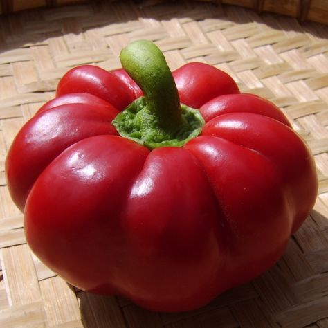 HẠT GIỐNG ỚT NGỌT BÍ NGÔ_ Chuẩn trái nảy 99%